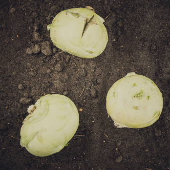 Kohlrabi 2.Wahl