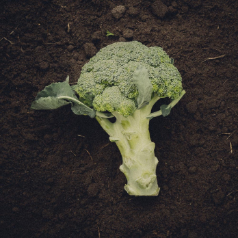 Brokkoli