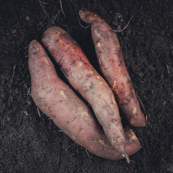 Süßkartoffeln
