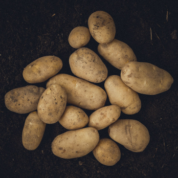 Kartoffeln Linda - festkochend