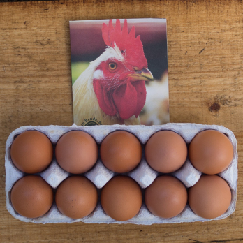 Eier 10 Stück Bruderhahn