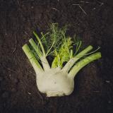 Fenchel