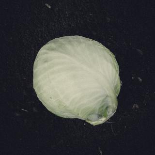 Weißkohl