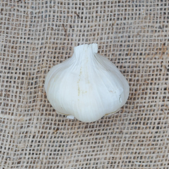 Knoblauch (Spanien)