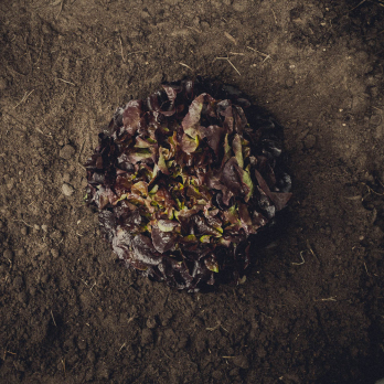 Eichblattsalat rot
