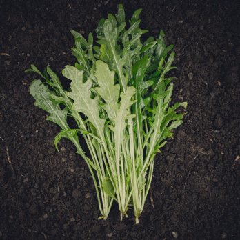 Rucola
