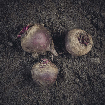 Rote Bete