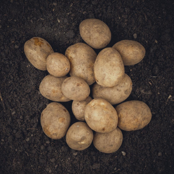 Kartoffeln Gunda - mehligkochend